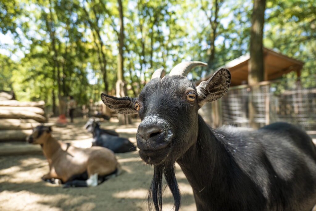 Nagykörűi lombkoronasétány és lombház - Bakancslistás hely a Tisza mellett