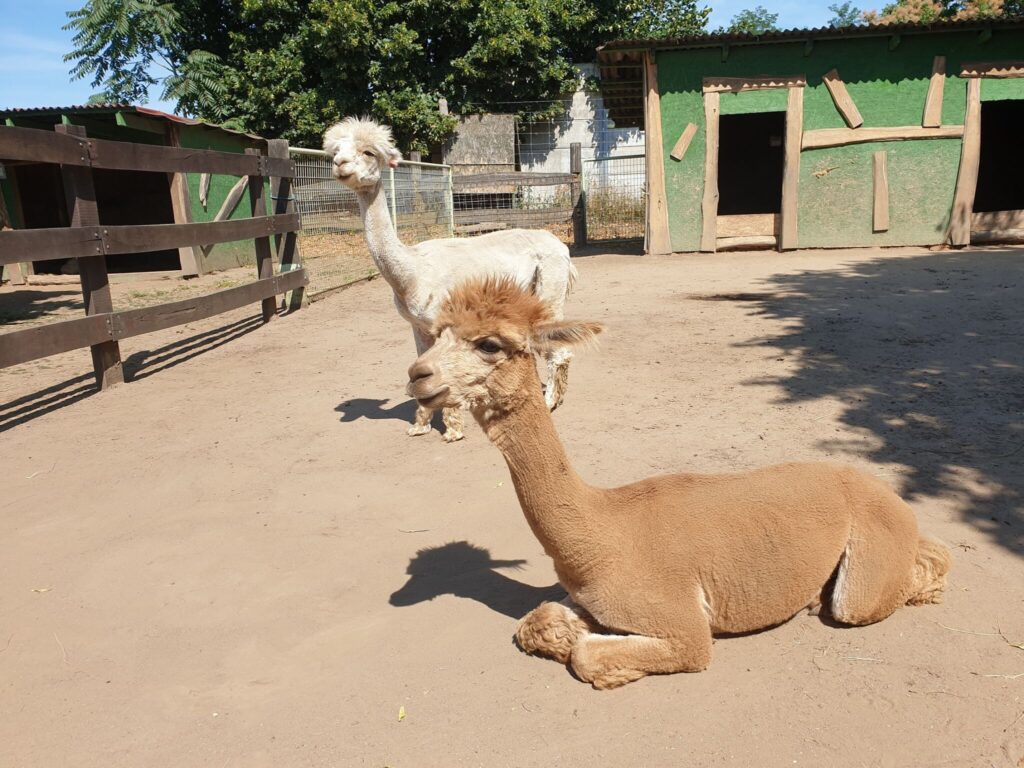 Kalandra fel! Meghoztuk a balatoni utószezon legütősebb programjait