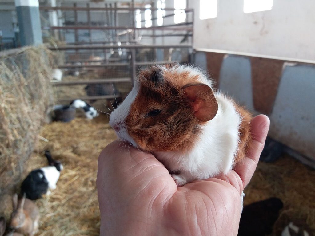 Több Balatont kevesebb pénzért! Top 10 balatoni látnivaló, amit ingyen vagy kedvezményesen is megnézhetsz