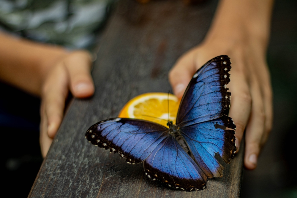 Nézd meg Közép-Európa legnagyobb jelmezes, historikus fesztiválját - Savaria Történelmi Karnevál 2025