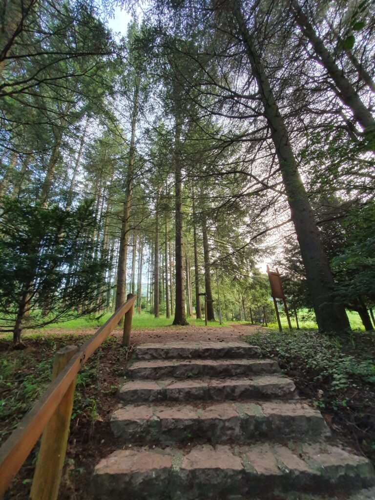 Szarvasbőgés túrák 2025. – Kisvasutas, traktoros és kajakos szarvasbőgésen is részt vehetsz