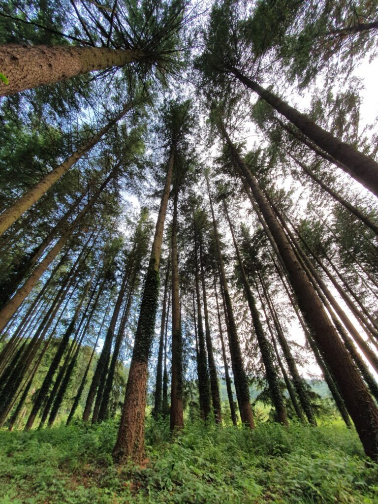 Szarvasbőgés túrák 2025. – Kisvasutas, traktoros és kajakos szarvasbőgésen is részt vehetsz