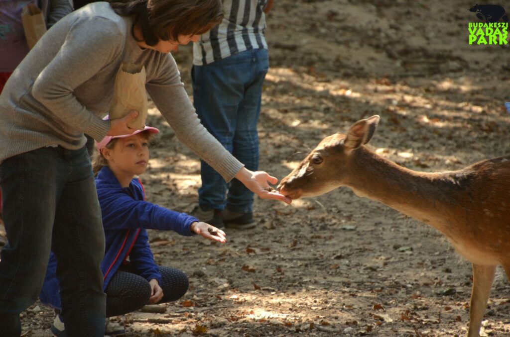 Megállótól megállóig: 10 budapesti autómentes kirándulás színes élményekkel
