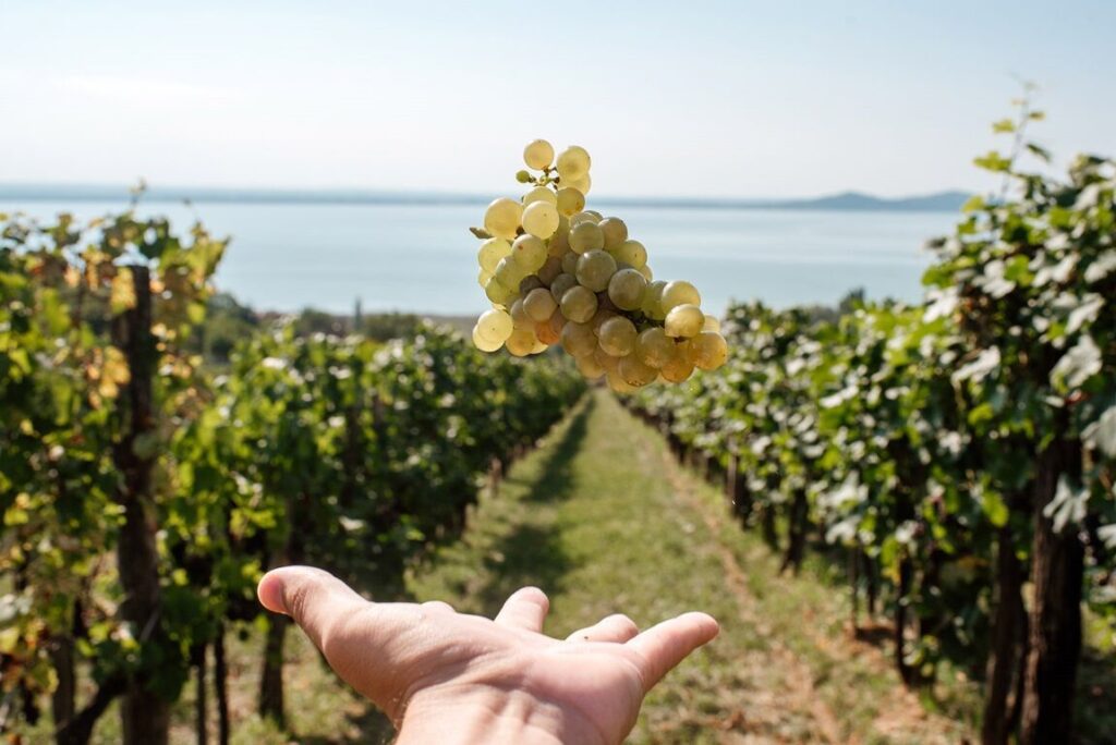 Lelkes pezsgőrajongó vagy? 5+1 hely, ahol elvarázsol a magyar pezsgő világa