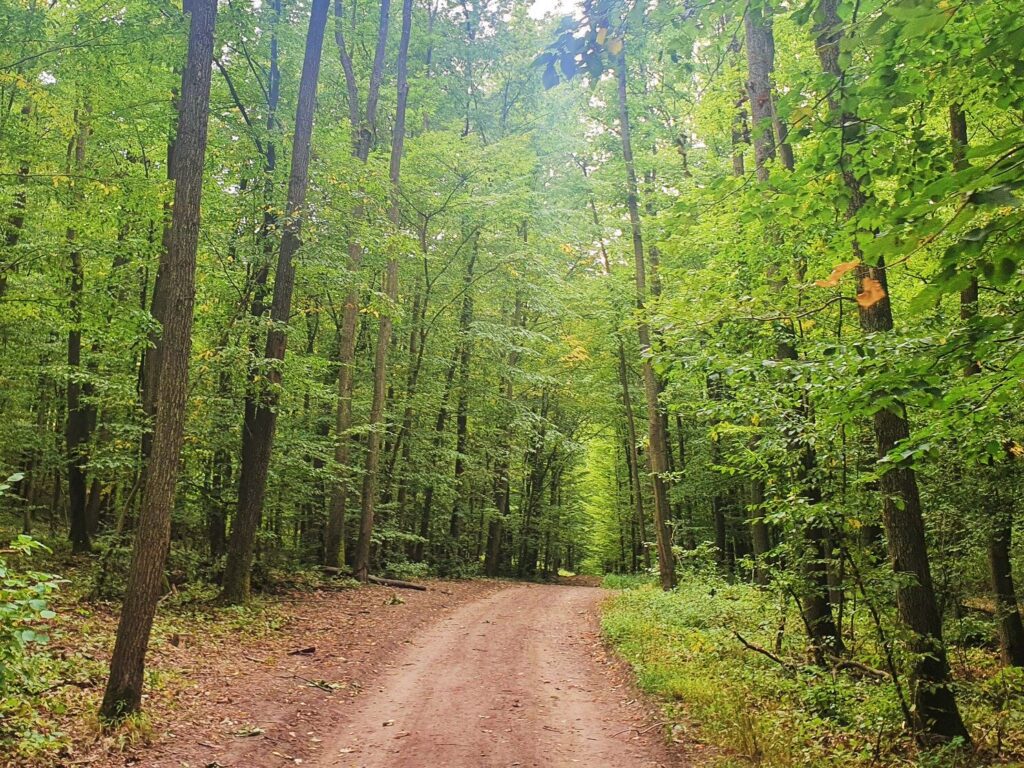 Szarvasbőgés túrák 2025. – Kisvasutas, traktoros és kajakos szarvasbőgésen is részt vehetsz