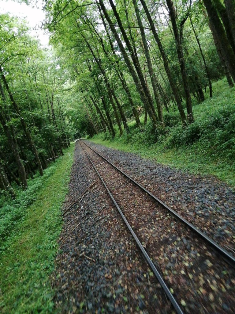 Szarvasbőgés túrák 2025. – Kisvasutas, traktoros és kajakos szarvasbőgésen is részt vehetsz