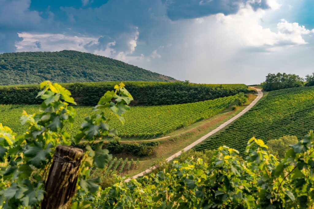 Világsiker: A legjobbak között ez a magyar borászat étterem