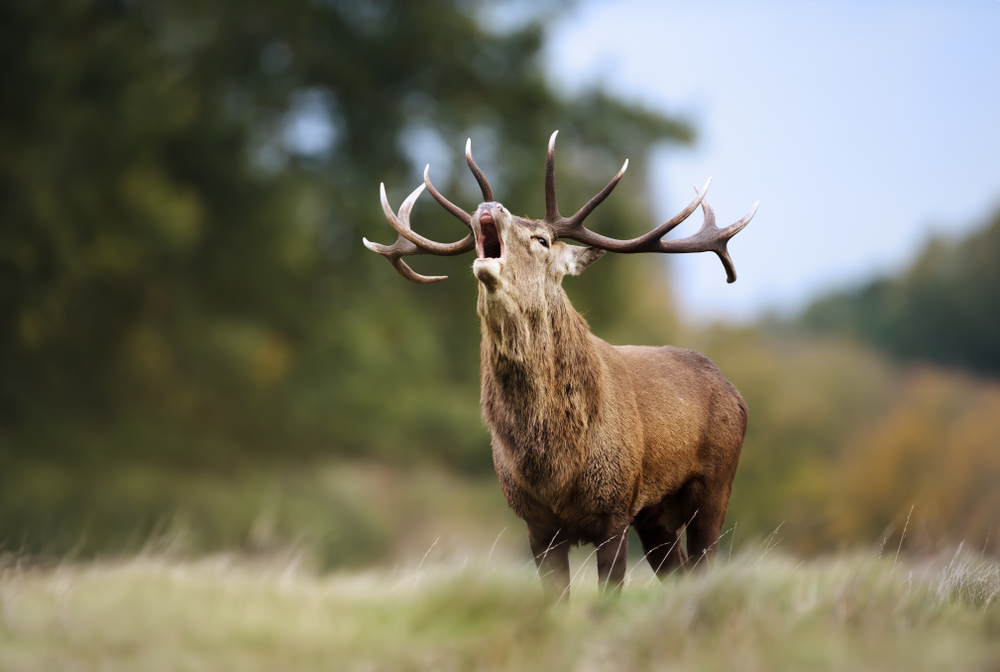 Szarvasbőgés túrák 2025. – Kisvasutas, traktoros és kajakos szarvasbőgésen is részt vehetsz