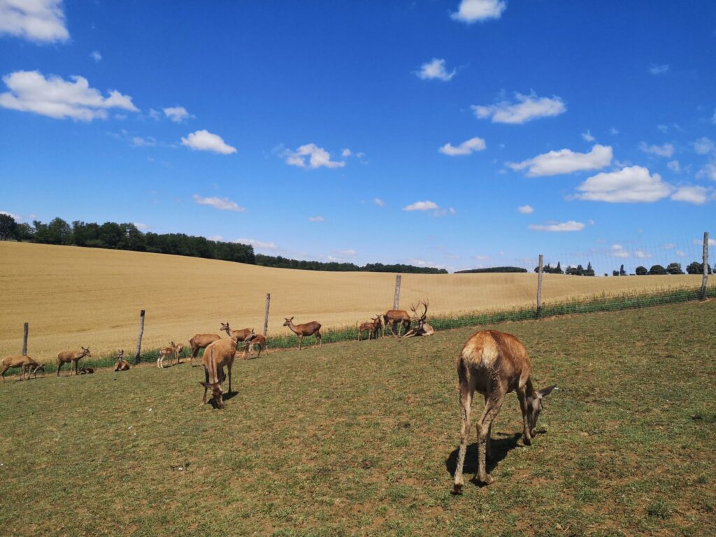 Szarvasbőgés túrák 2025. – Kisvasutas, traktoros és kajakos szarvasbőgésen is részt vehetsz