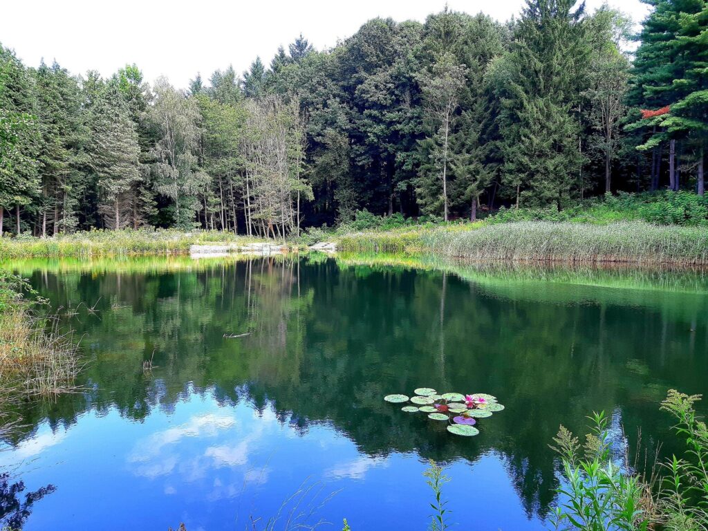Magyarország egyik legszínesebb varázskertje, amit mindenkinek látnia kell – a Jeli Arborétum