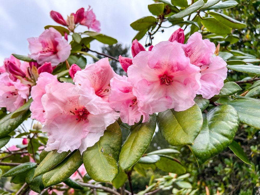 Magyarország egyik legszínesebb varázskertje, amit mindenkinek látnia kell – a Jeli Arborétum