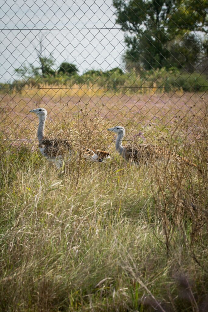 Magyarországi nemzeti parkok és TOP látnivalóik, amikről tudni kell