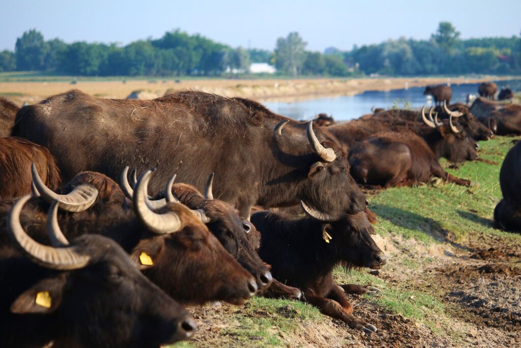 Világsiker! Két magyar gyöngyszem a világ turisztikai térképén